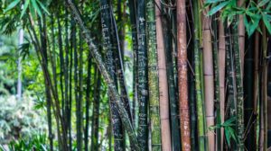 Sau gras, bambus verde